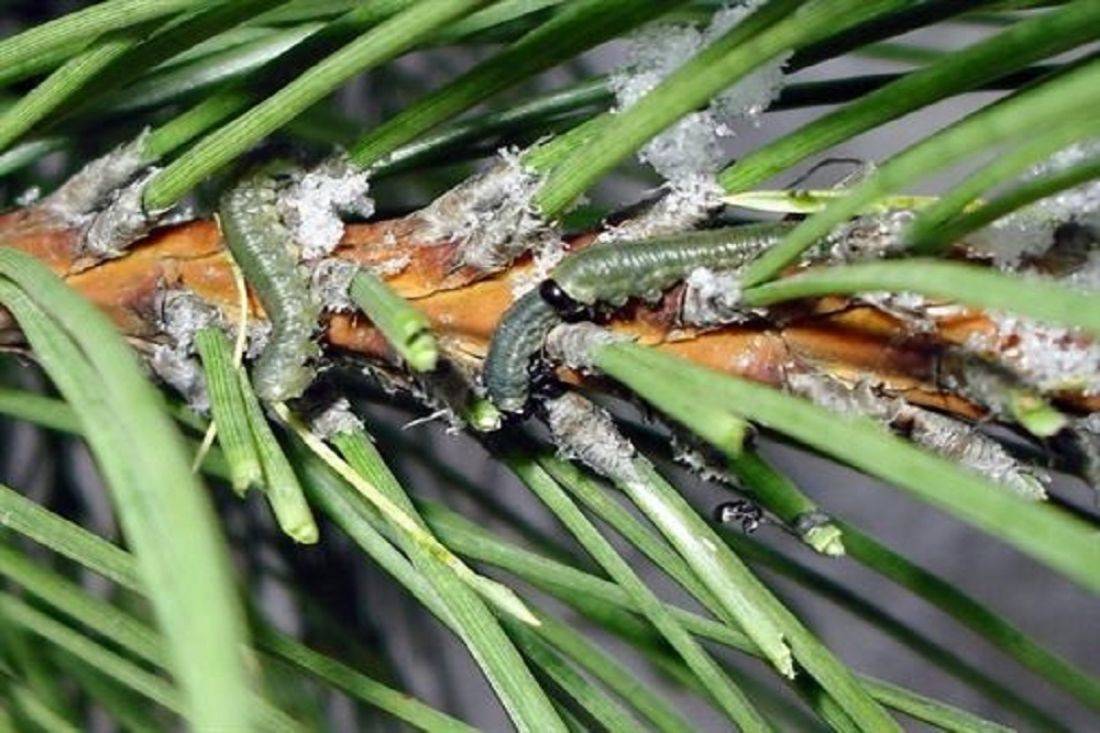 Чем опрыскать хвойные деревья от гусениц: эффективные народные средства и препараты