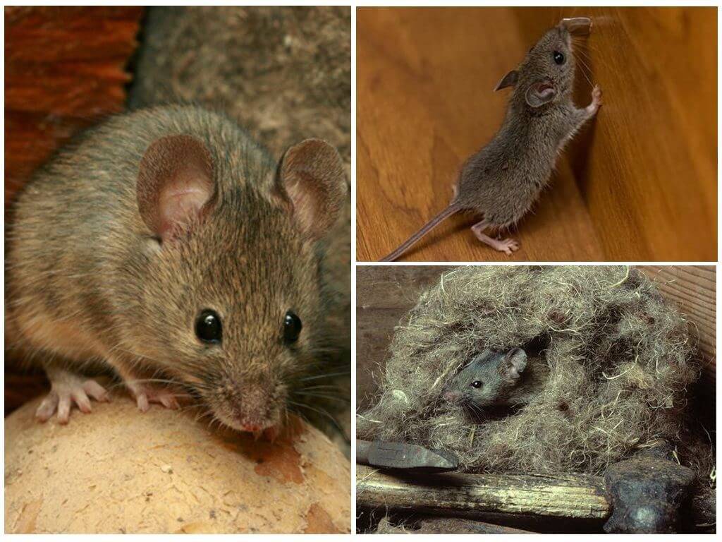 Чего боятся мыши — средства для борьбы с мышами