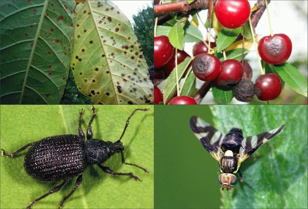 Борьба с вишневой мухой: сроки обработки, эффективные препараты. как выглядит вишневая муха и методы борьбы с ней
