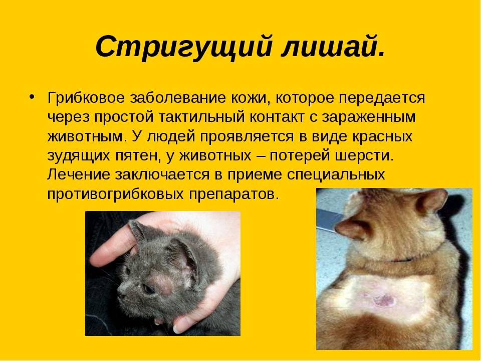 Какая болезнь передается от кошек. Заразные болезни животных передающиеся человеку это. Грибковые заболевания животных и человека.
