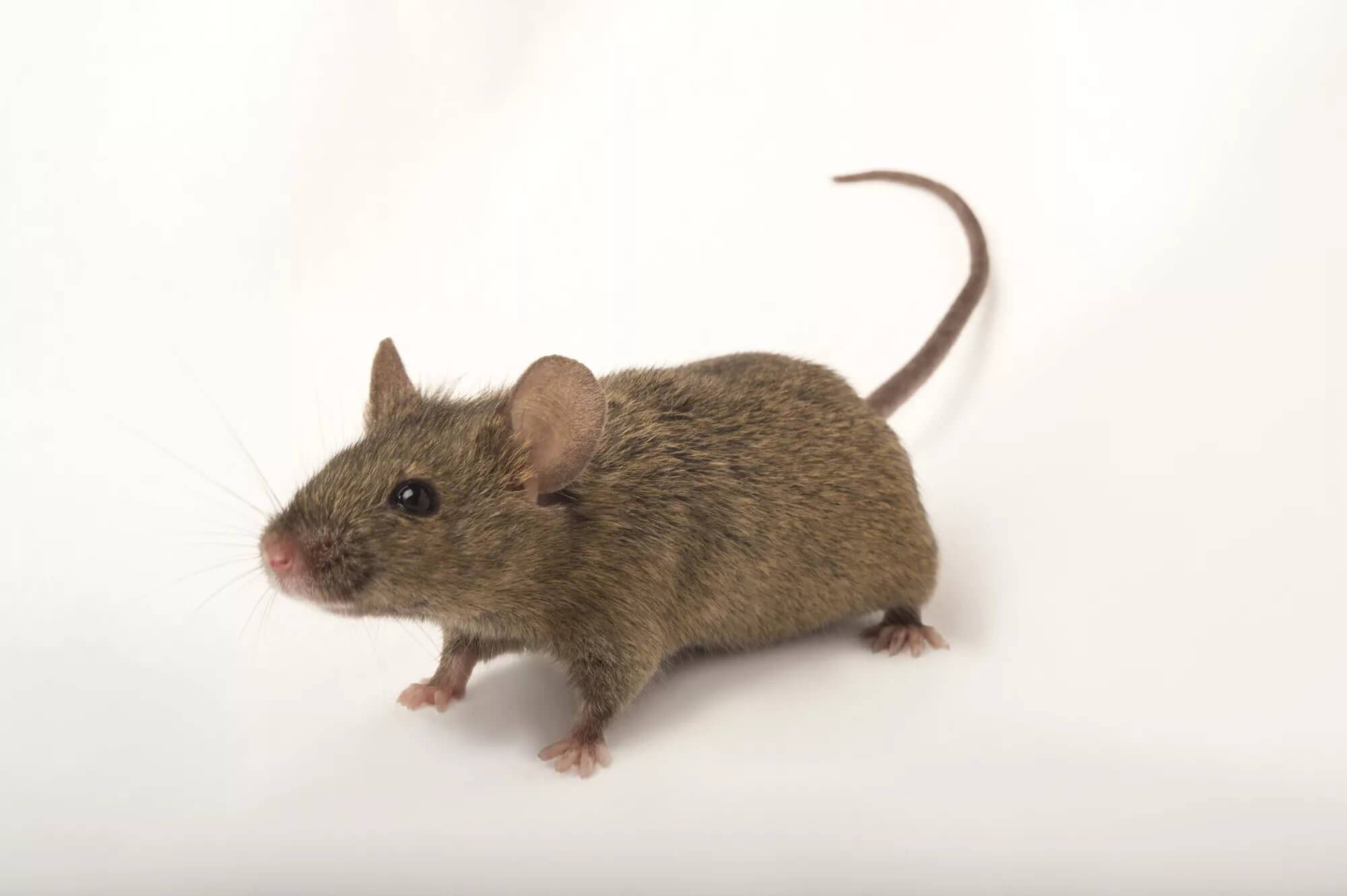 Чем отличается мышь от крысы (фото) — сравнительная таблица