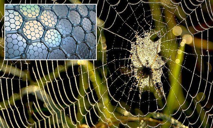 Паутина пауков – для чего и зачем нужна паутина