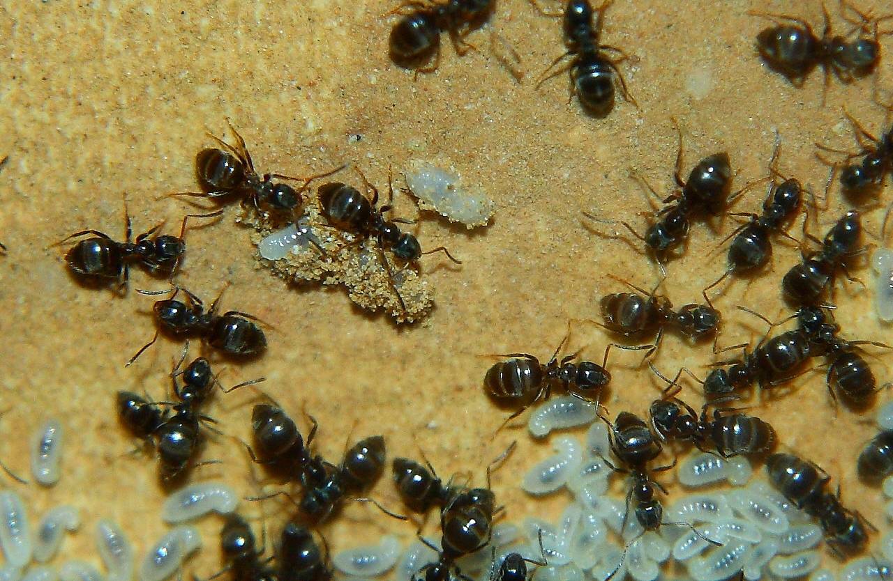 Садовые черные муравьи