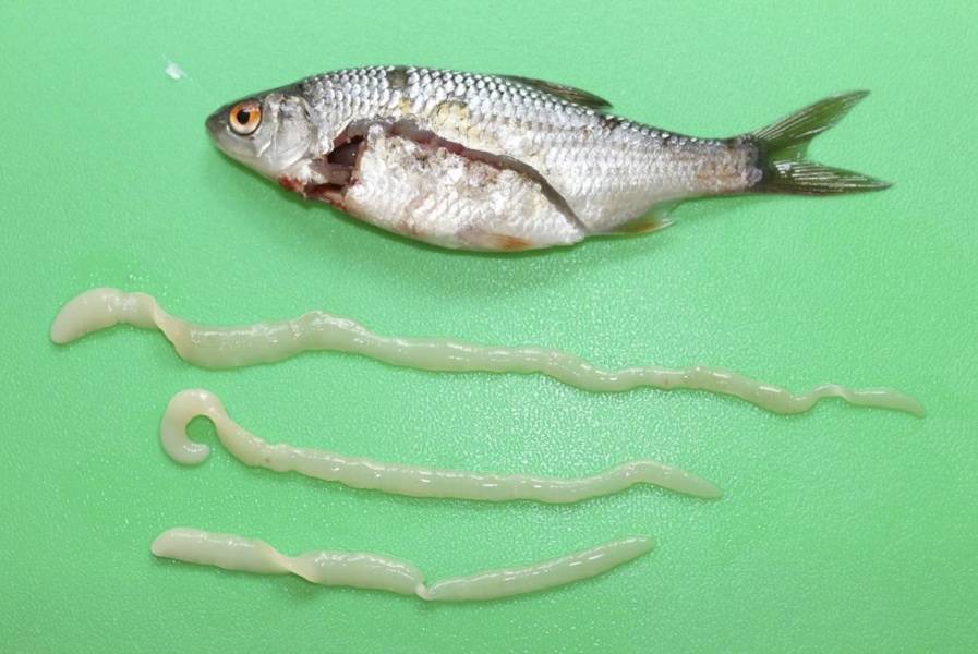 Селитерная рыба (фото): можно ли есть, опасна ли для человека и можно ли есть