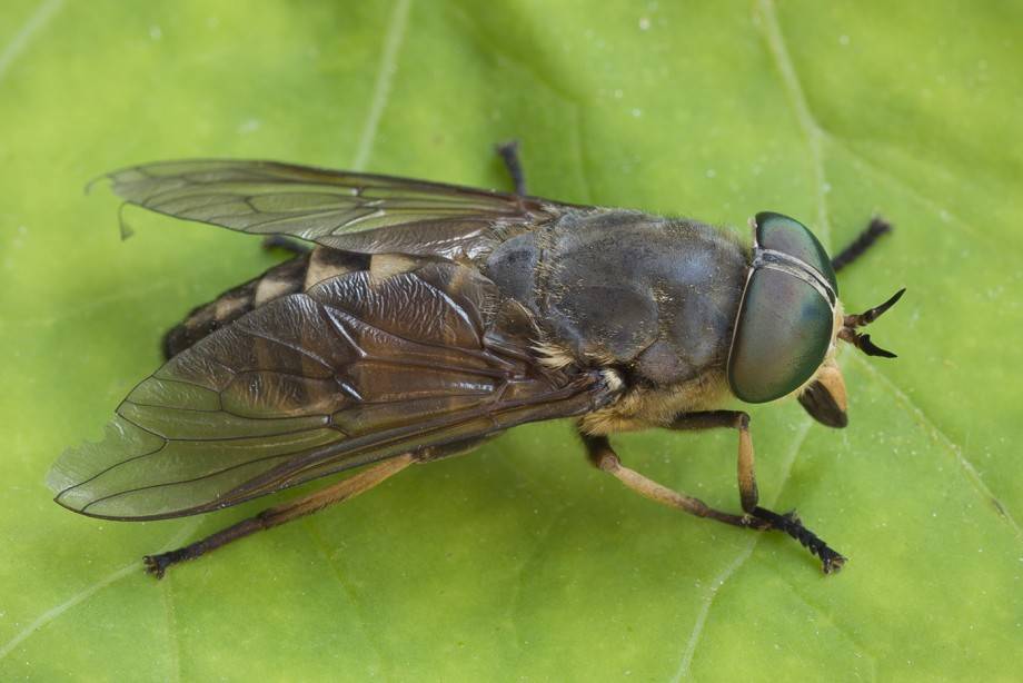 Описание и фото полосатой мухи похожей на осу