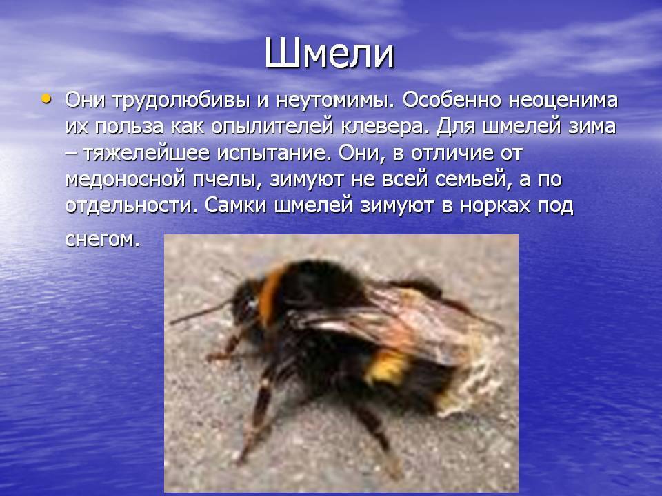 Делают ли осы мед? особенности жизни насекомых