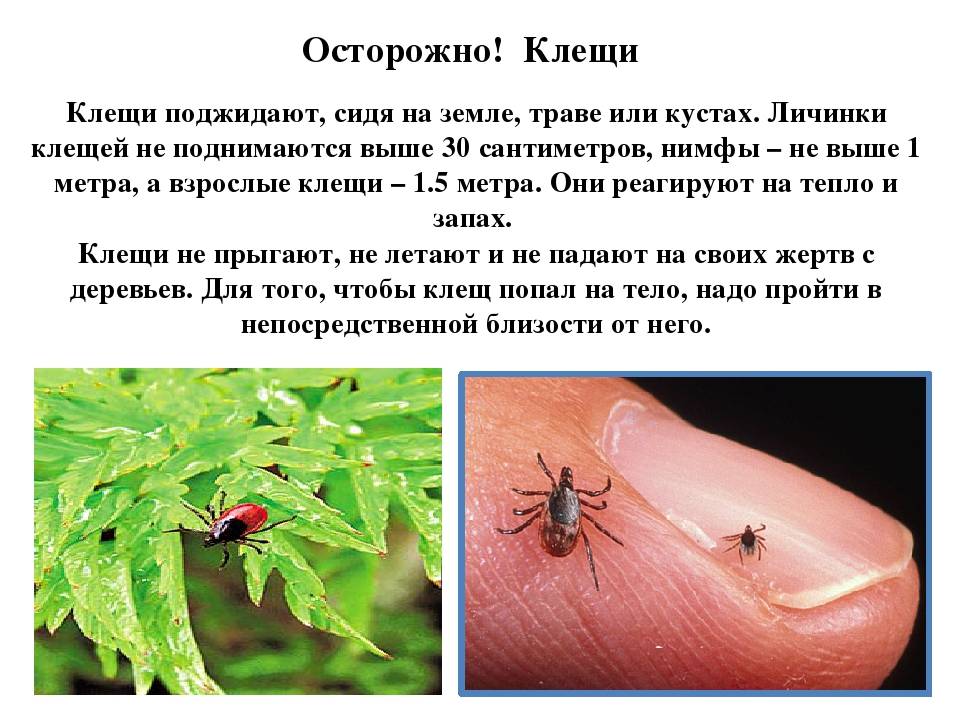Самые опасные муравьи: где они обитают и насколько больно кусают? - hi-news.ru