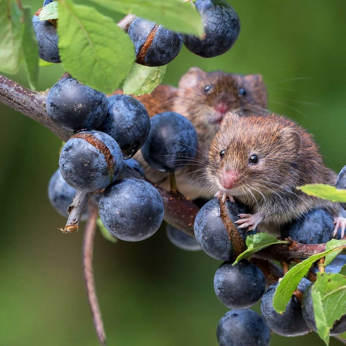 Чем питаются мыши в домашних условиях и в природе полевые и летучие