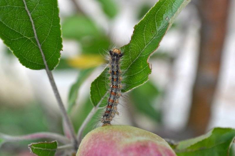Гусеницы на яблоне: как бороться и чем обработать во время цветения и плодоношения