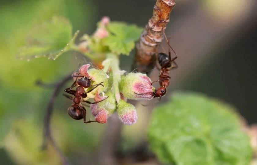 Как избавиться от муравьев на смородине ?: чем полить смородину от муравьев | qlumba.com