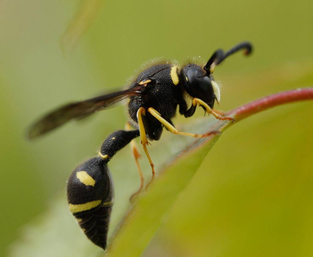 О черной пчеле:виды, породы и отличительные признаки, большие пчелы с черным брюшком в улье, описание и особенности