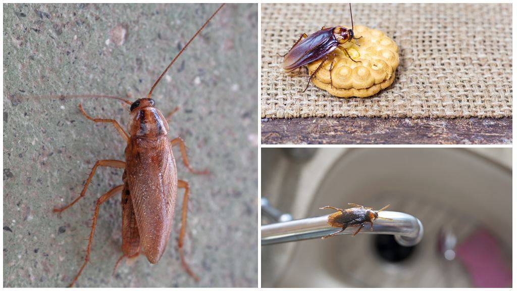Рыжие тараканы: продолжительность жизни в домашних условиях