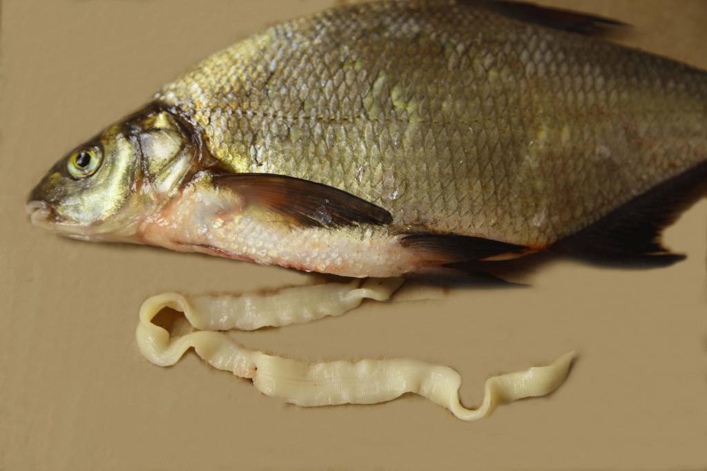 Глисты в рыбе: есть ли, как выглядят (фото), можно ли есть рыбу с глистами