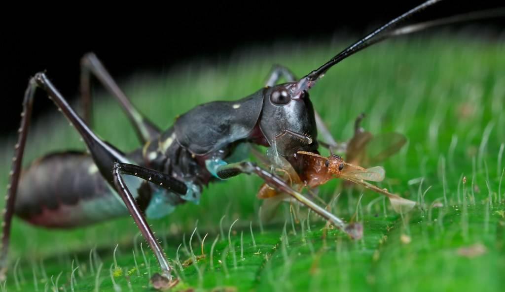 Животные, поедающие насекомых - 15 примеров и диковинок!