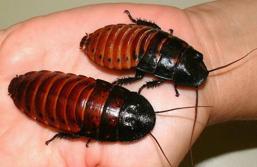 Зачем нужны тараканы в природе
