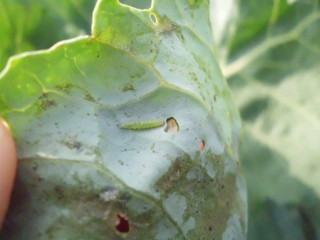 Как спасти урожай от гусениц капустной моли?