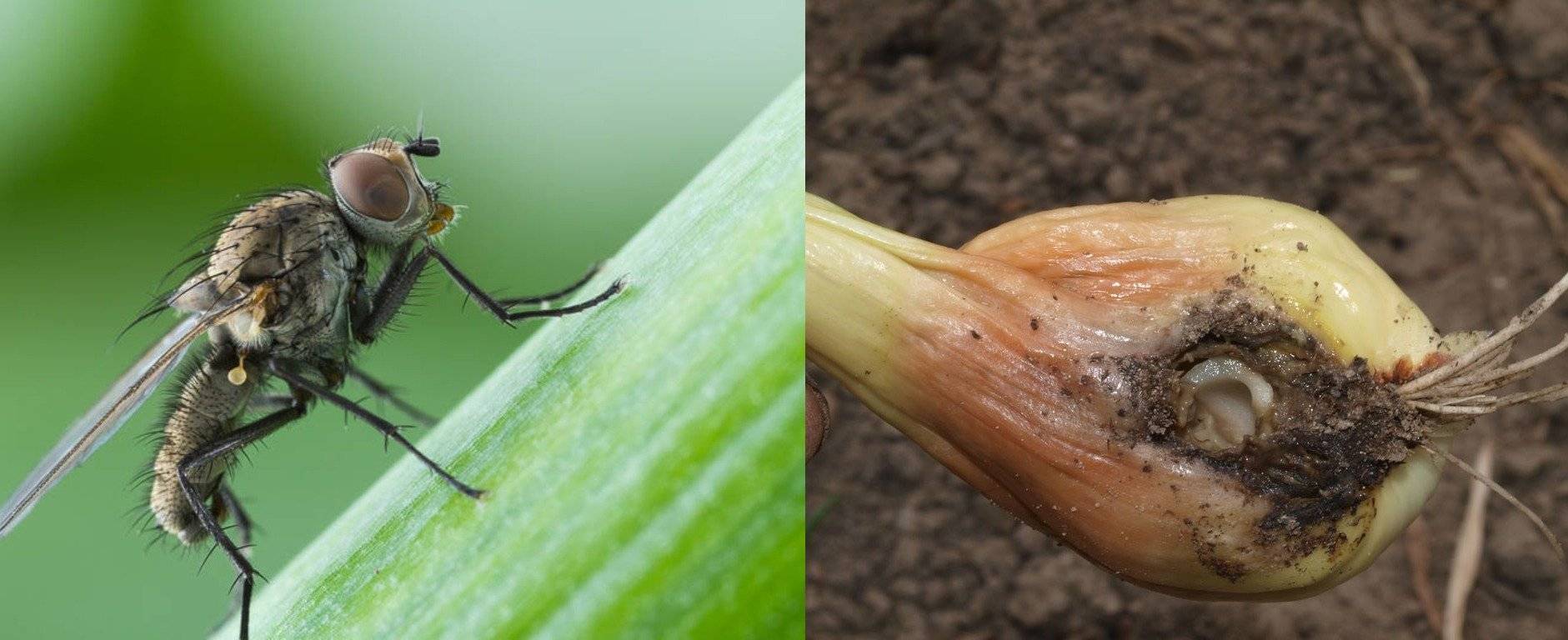 Луковоя муха - как избавиться от этого насекомого
