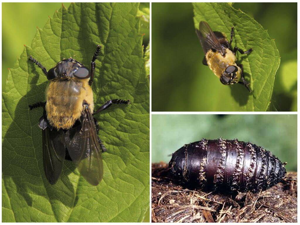 Многоядные вредители: описание представителей отрядов прямокрылых, жесткокрылых и чешуекрылых насекомых, меры защиты растений