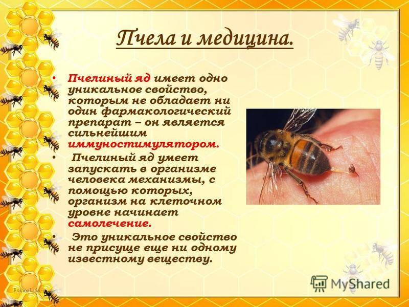 Пчелиный яд: свойства, польза и вред