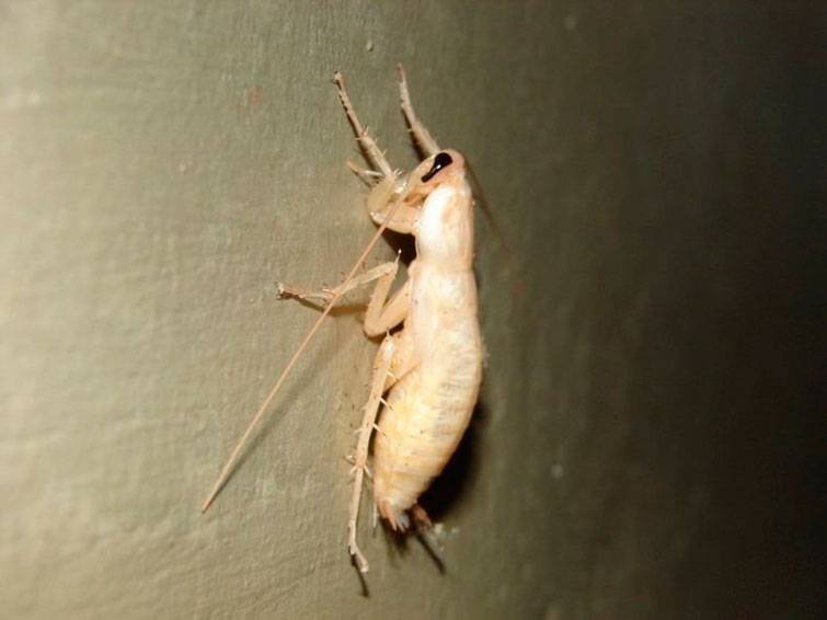 Белый таракан в квартире