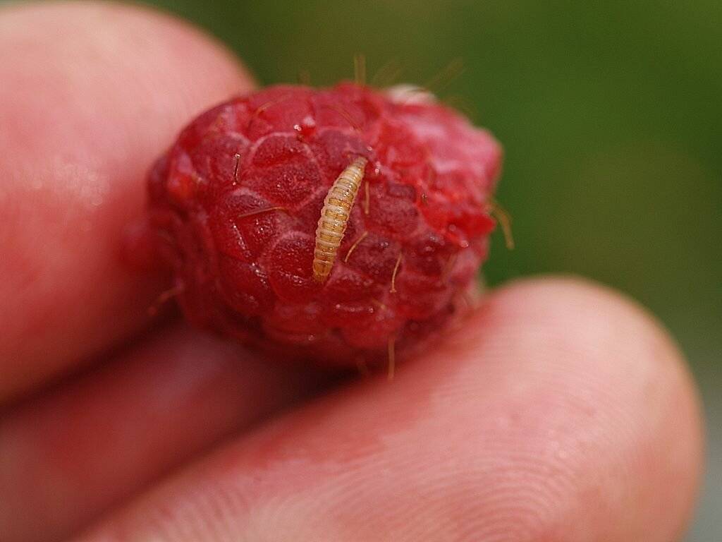 Как избавиться от ос на малине: спасение ягодного урожая