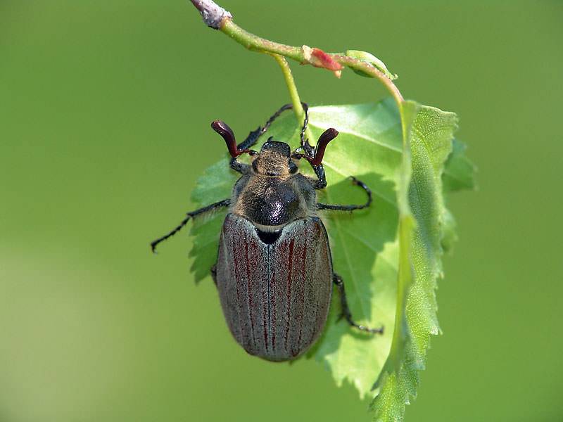 Майский жук – фото и описание, сколько живет жук хрущ
