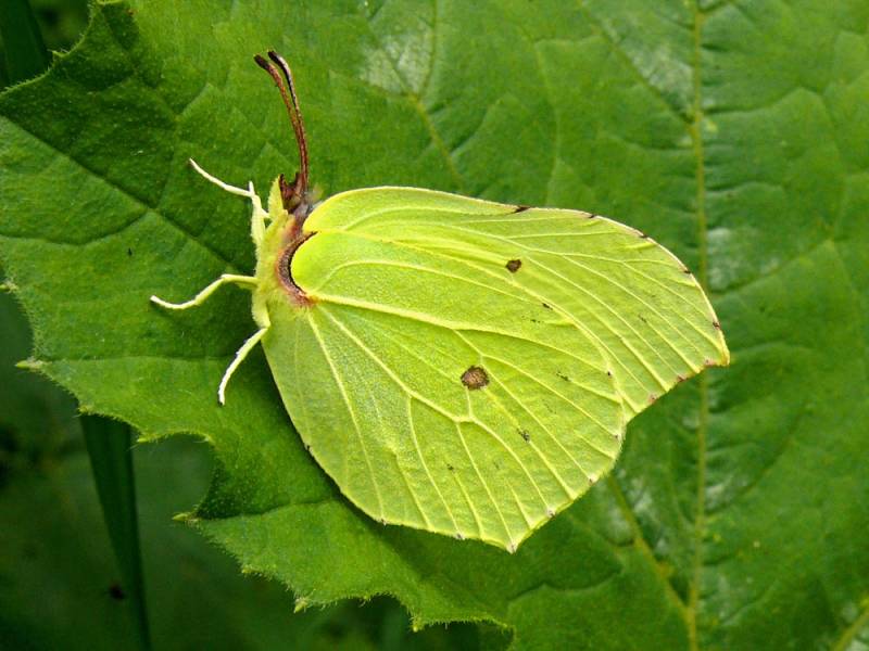 Бабочка павлиний глаз — особенности и характеристика