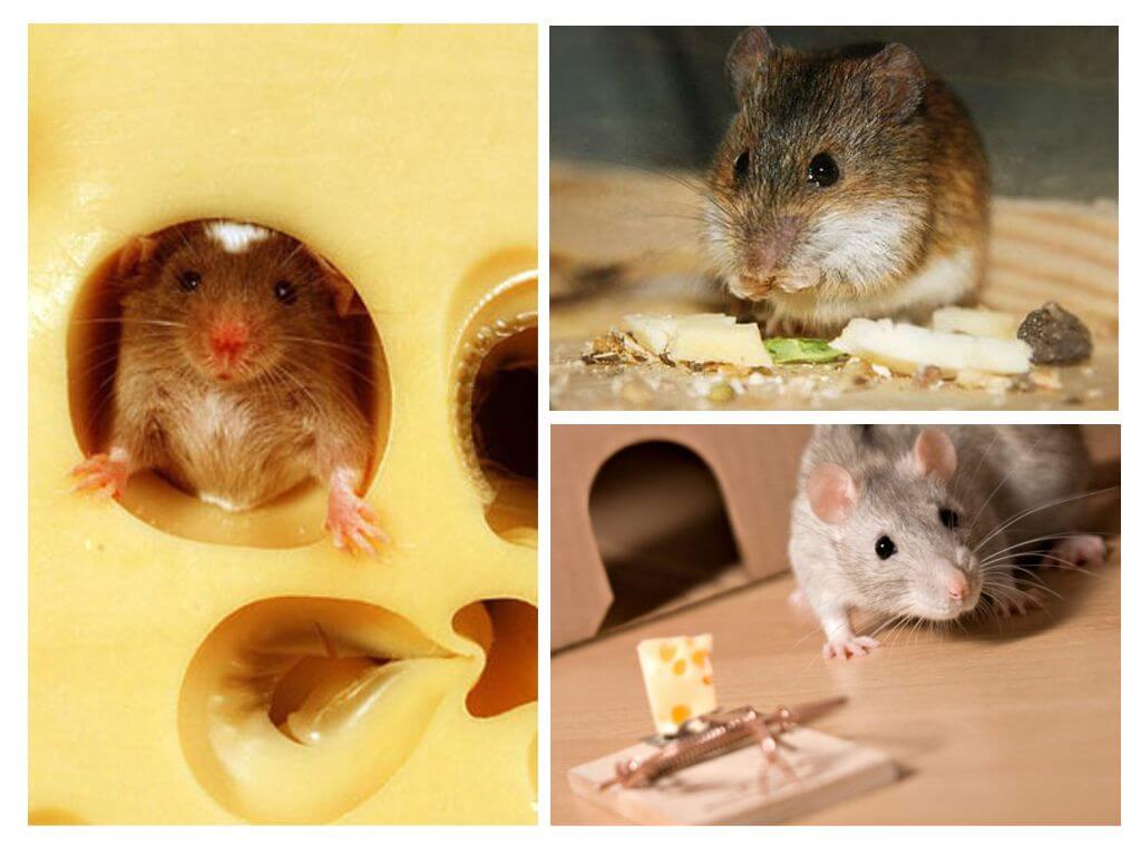 Действительно ли мыши любят сыр?