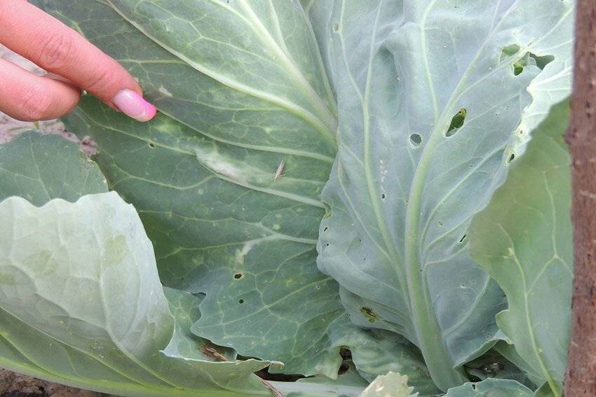 Как бороться с гусеницами капустной моли на капусте: чем обработать капусту