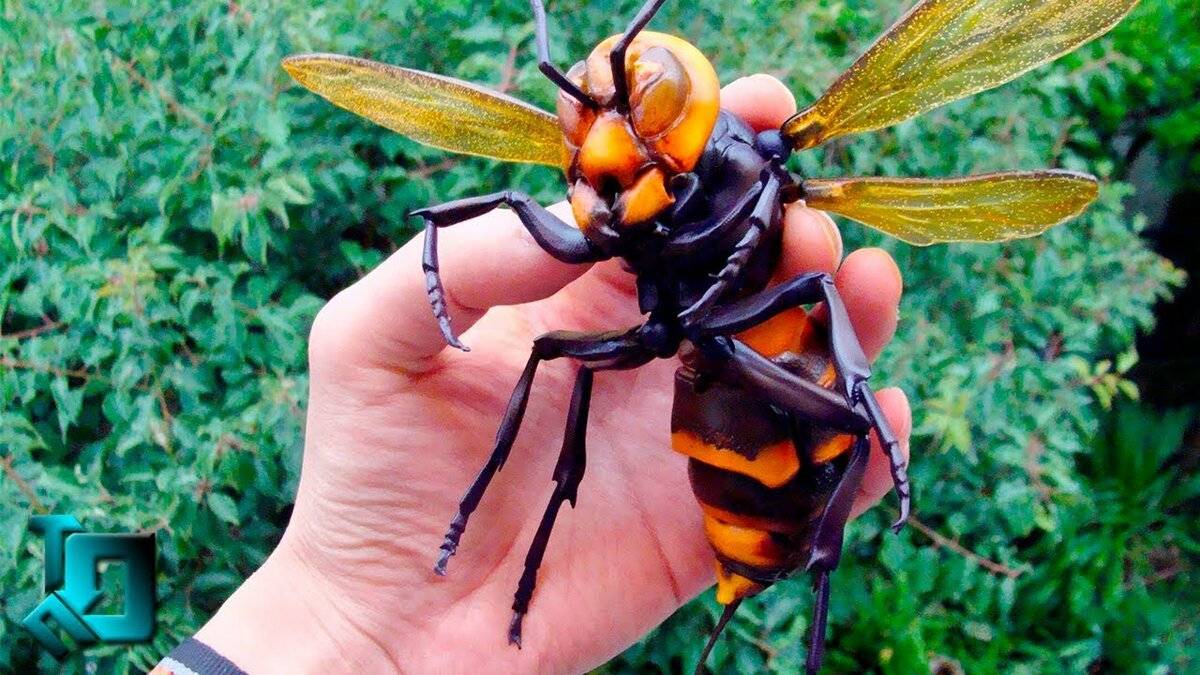 Огромные и опасные для человека осы