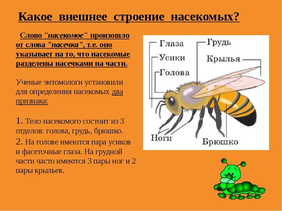 Конспект "класс насекомые" - учительpro