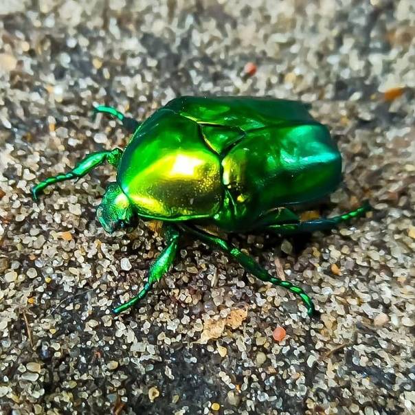 Нашествие жука: бронзовка мелкая зеленая и методы борьбы с ней. бронзовка