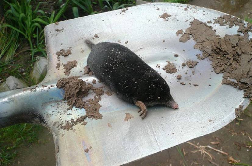 Земляная крыса в огороде: как избавиться, народные средства