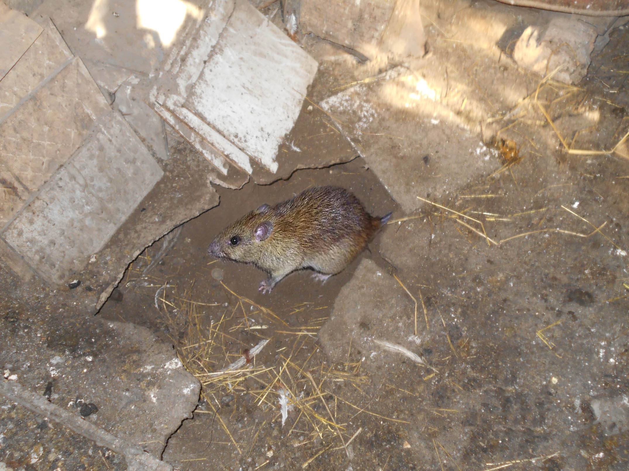 Как надежно избавиться от крыс и мышей в своем частном доме