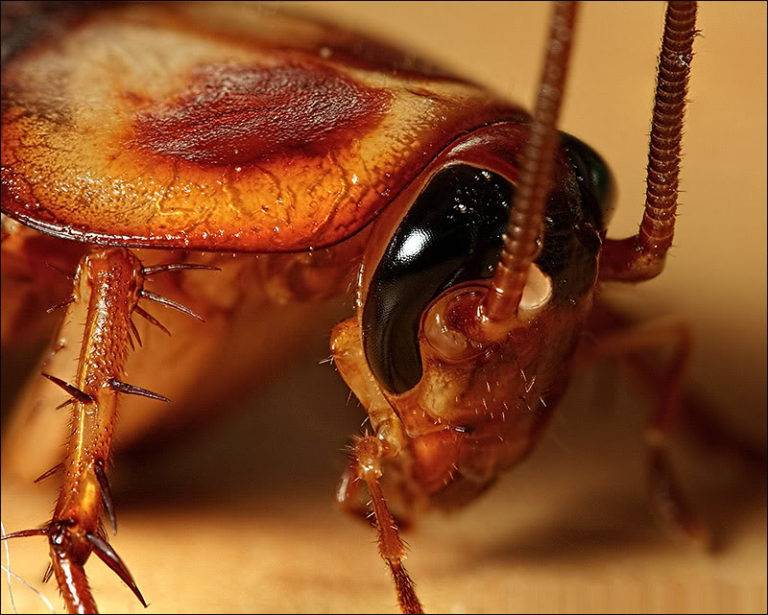 Как отличить самку от самца таракана – отличие представителей тараканьего семейства и их потомства