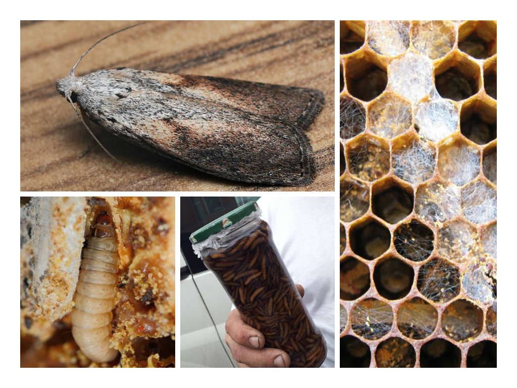Применение пчелиной моли (пчелиная огневка): применение в народной медицине в лечебных целях