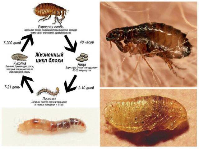 Как размножаются блохи у кошек: жизненный цикл развития насекомого