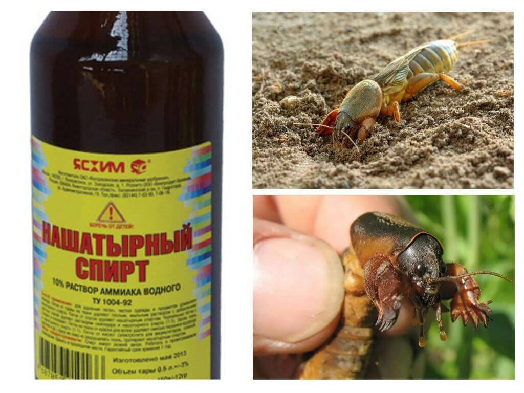 Нашатырный спирт от тараканов в квартире: рецепты, отзывы, принцип действия, безопасность