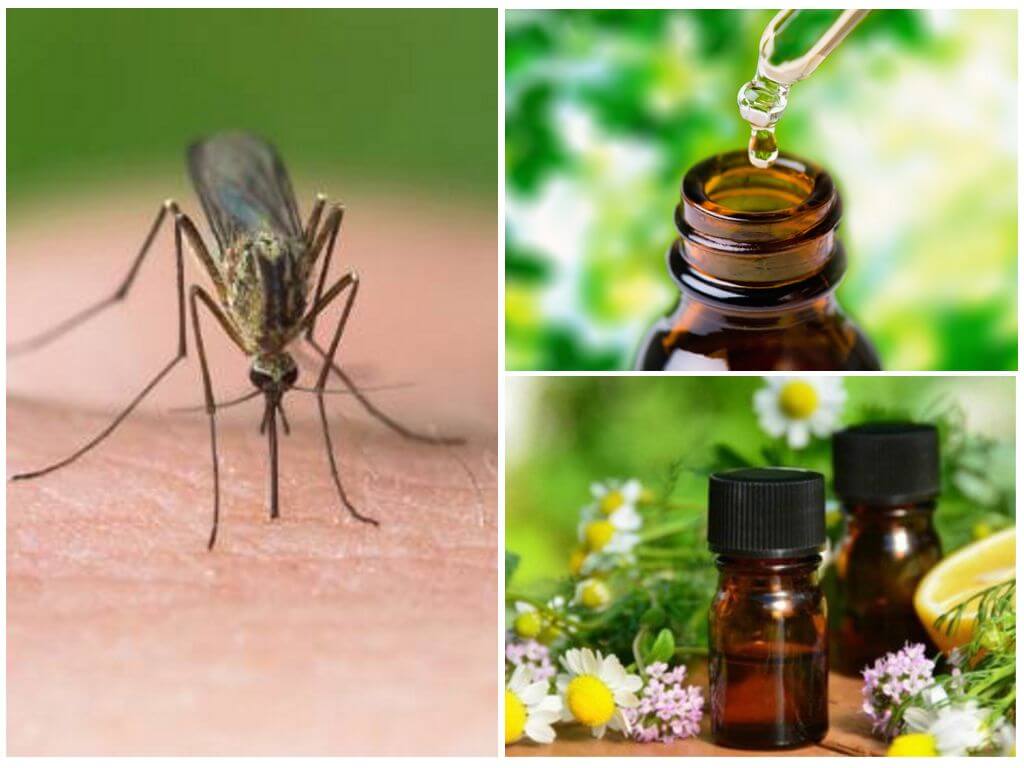 Аромамасла против комаров – эвкалипт, тимьян, гвоздика - что выбрать в борьбе с насекомыми