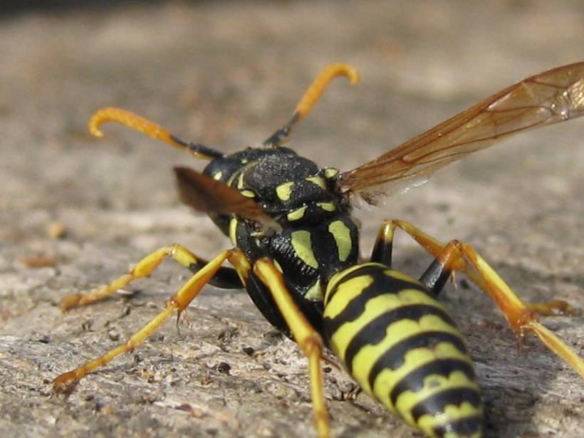 Осовидная муха журчалка, или муха сирфида — внешний вид и среда обитания.
