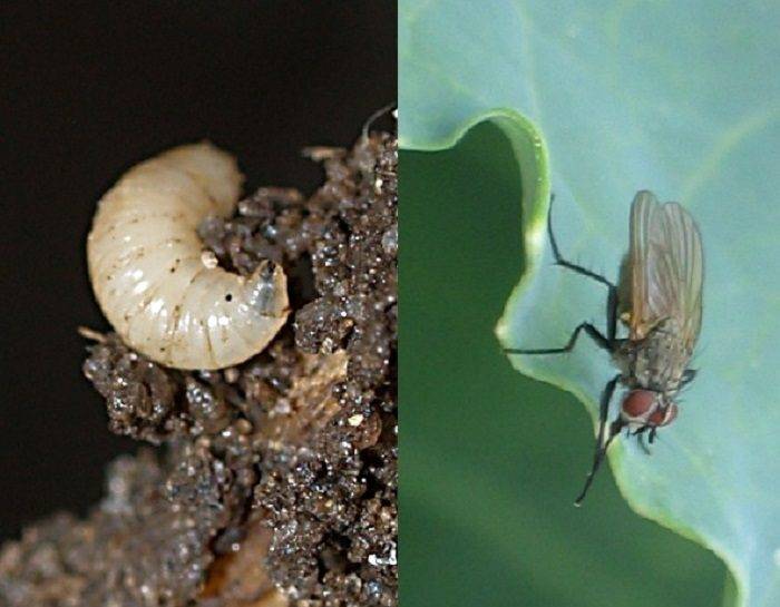 Методы борьбы с капустной мухой