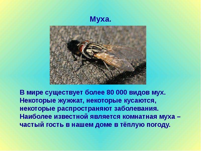 Описание и фото вольфартовой мухи