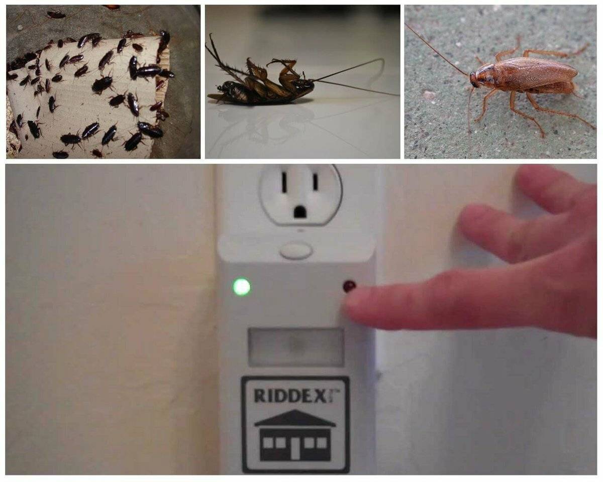Что любят и что не любят тараканы, чем их можно отпугивать?