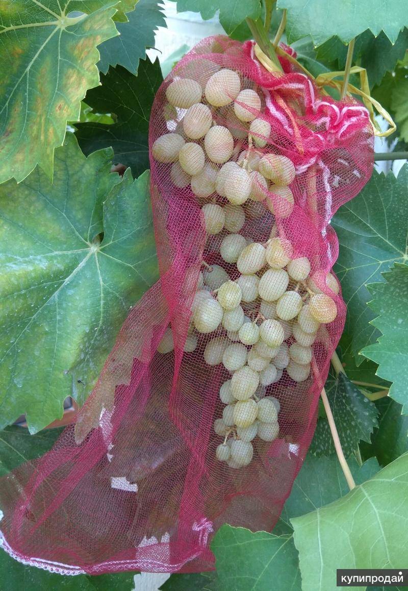 Как защитить и избавиться от ос на винограде: мешочки для винограда, ловушки