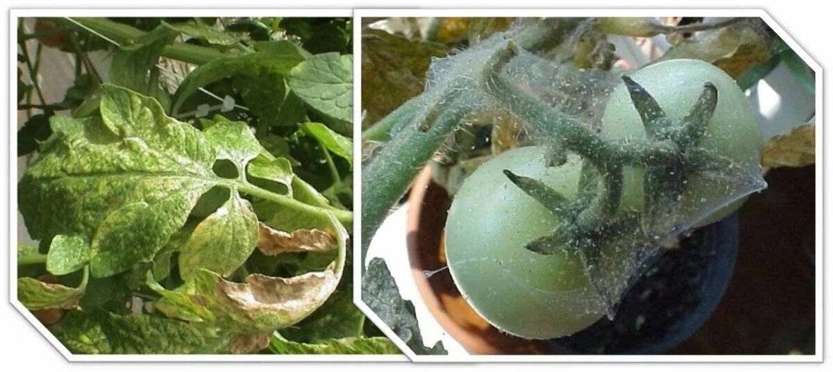 Паутинный клещ на рассаде помидоров: фото вредителя, а также рассказано, как с ним бороться и как выглядят пораженные томаты