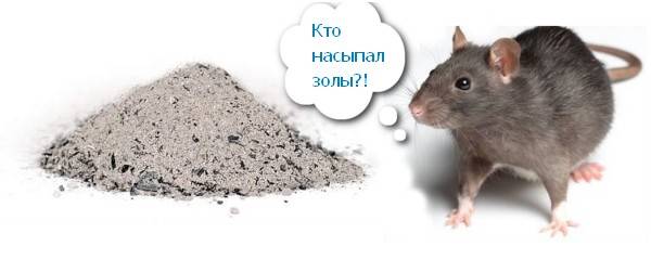 Помет от крыс и мышей обнаружен в курятнике