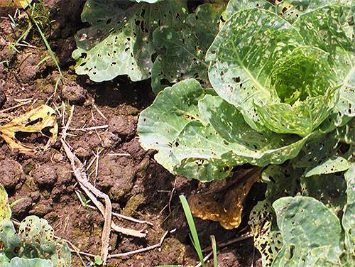 Как избавится от капустной моли – опасного вредителя крестоцветных