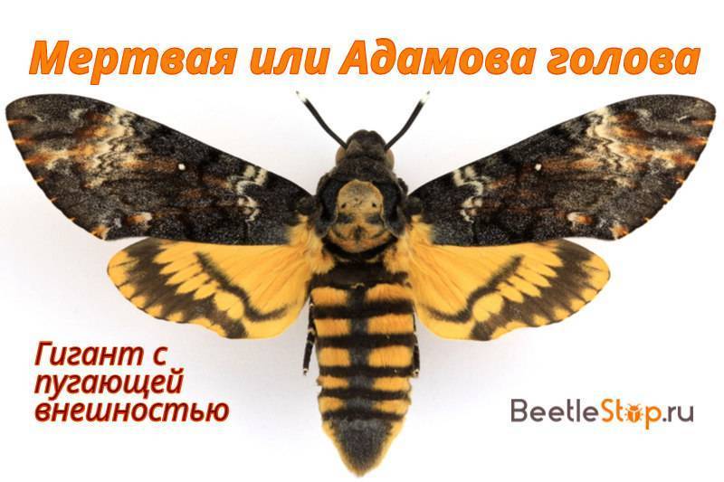 Бабочка мертвая голова: местообитания