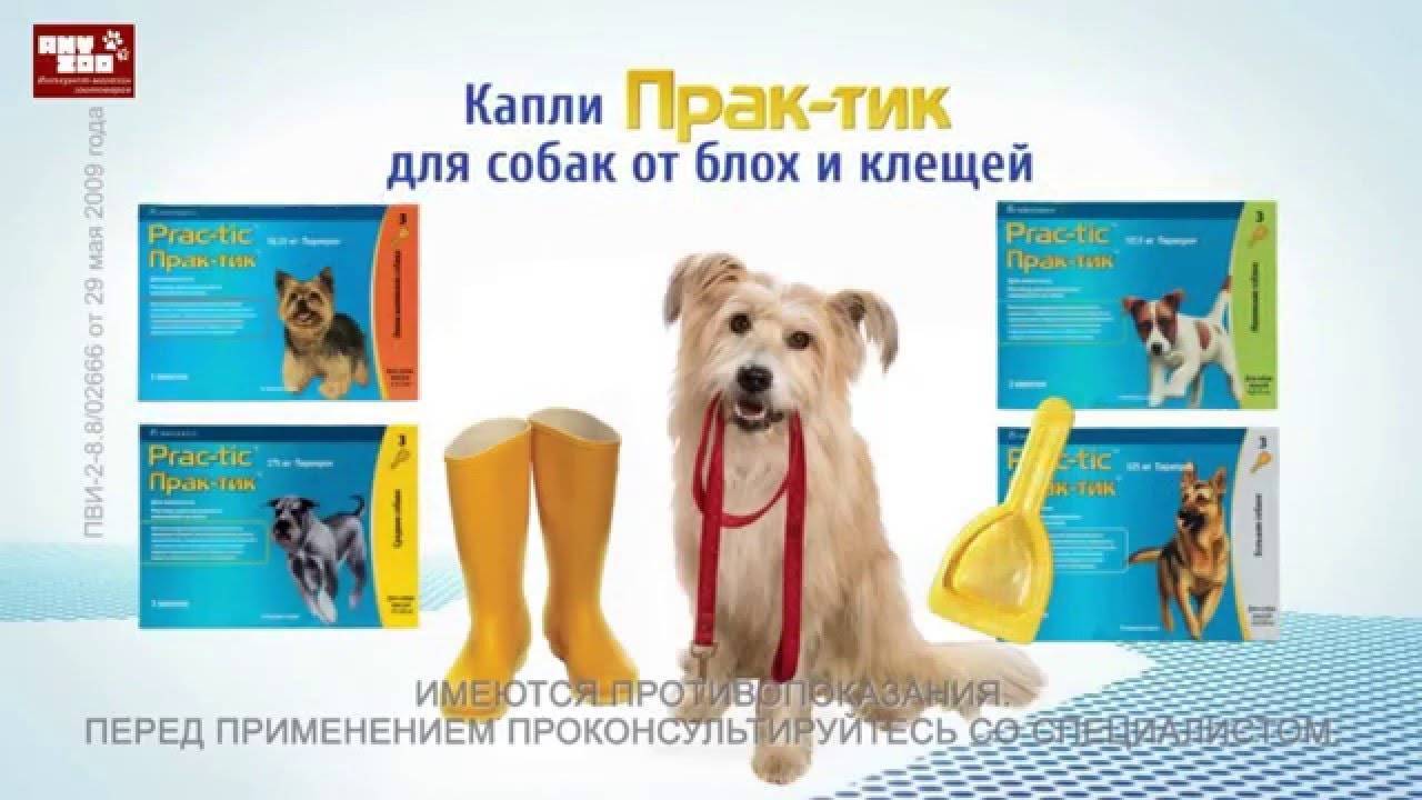 Капли практик для собак от блох и клещей: инструкция по применению и отзывы