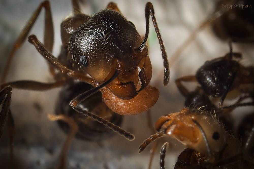 Исследование степной муравей-жнец как пример для изучения общественных насекомых